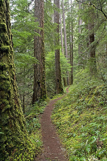 Douglas Fir National Monument