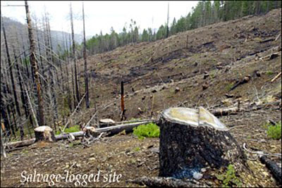 salvage logging photo