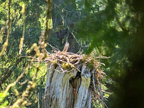 north santiam osprey nest graphic